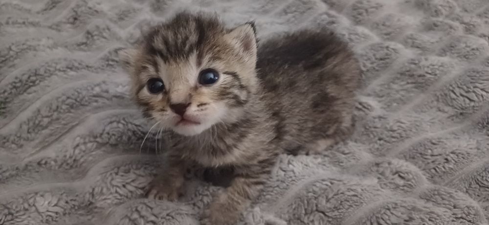 Małe kotki do adopcji