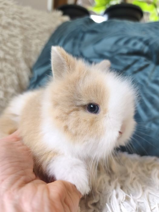 Do rezerwacji Królik karzełek Teddy chłop