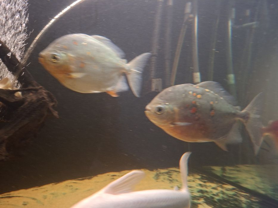 Ryba płaskobok myloplus rubriprinnis