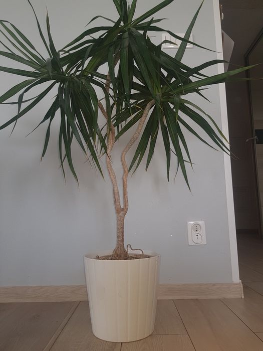 Kwiat Sansewieria gwinejska 4 szt. I dracena