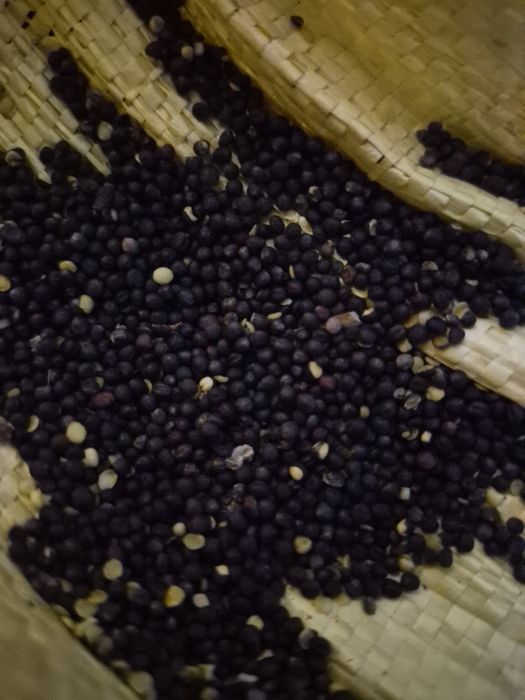 Rzepak na poplony 50kg