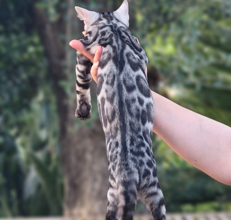 Bengal Silver macho com Lop