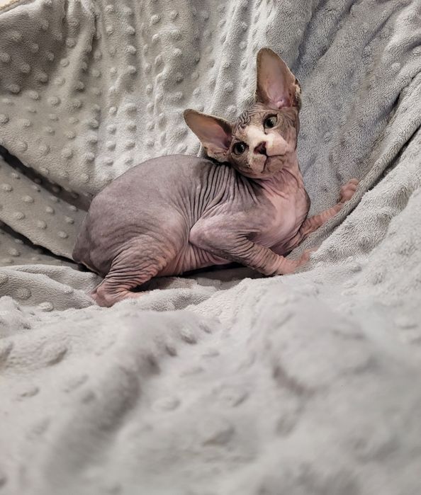 Macho sphynx bebé