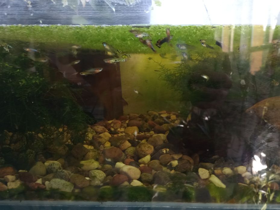 Gupiki rybki akwariowe