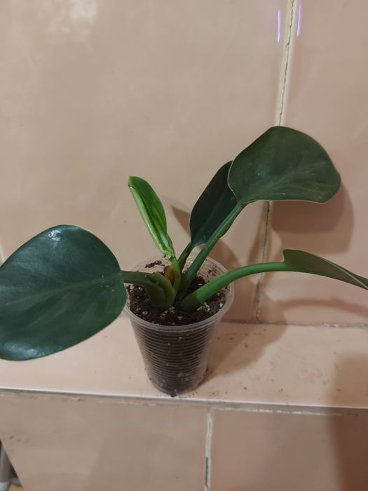 Дифенбахія ,фікуси, філодендрони