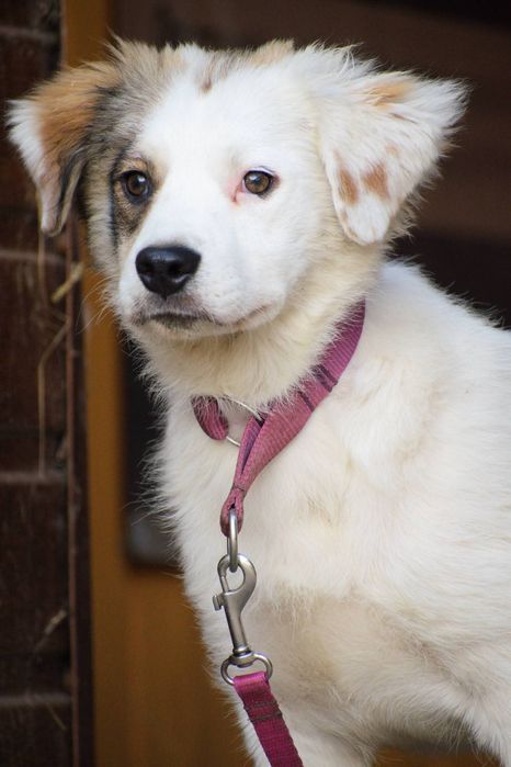 Szczeniaki, 5 miesięczne, docelowo 20 kg, adopcja za darmo oddam