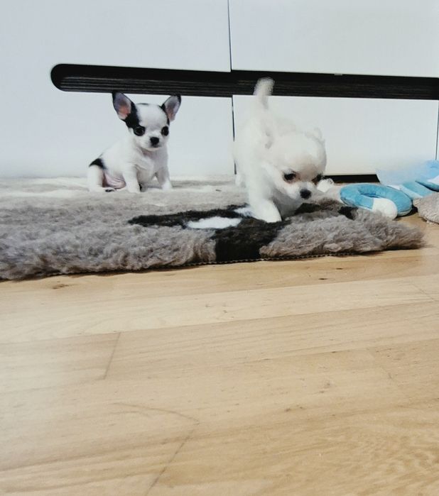 Krótkowłosy piesek chihuahua.