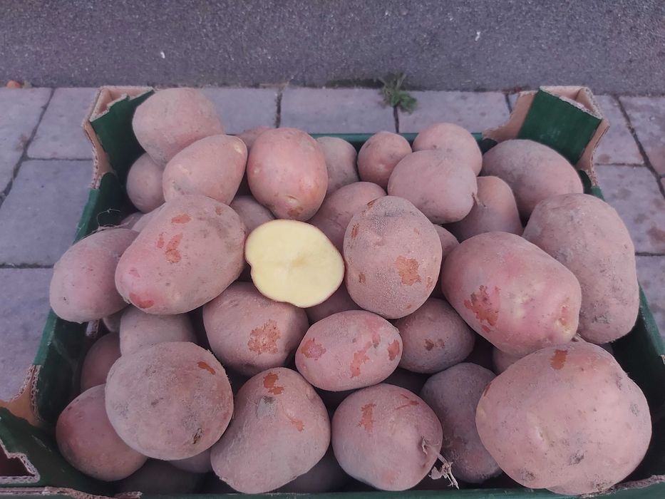 Ziemniaki jadalne redsonia i belarosa