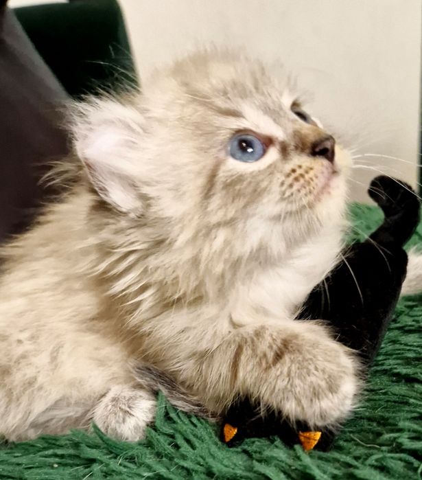 Curl American kocurek pręgowany z chabrowymi oczkami