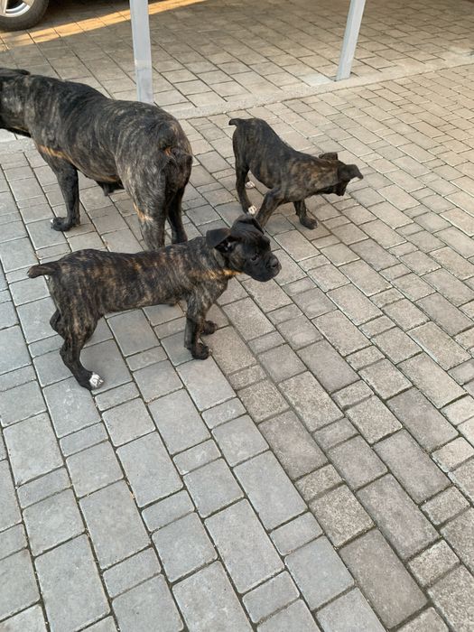 Щенята. КАНЕ КОРСО. Щеплені