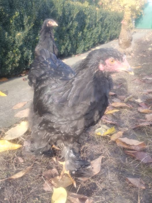 Курчата порода Кохінхін