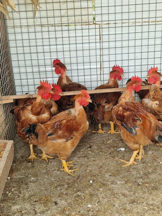Frangos caseiros