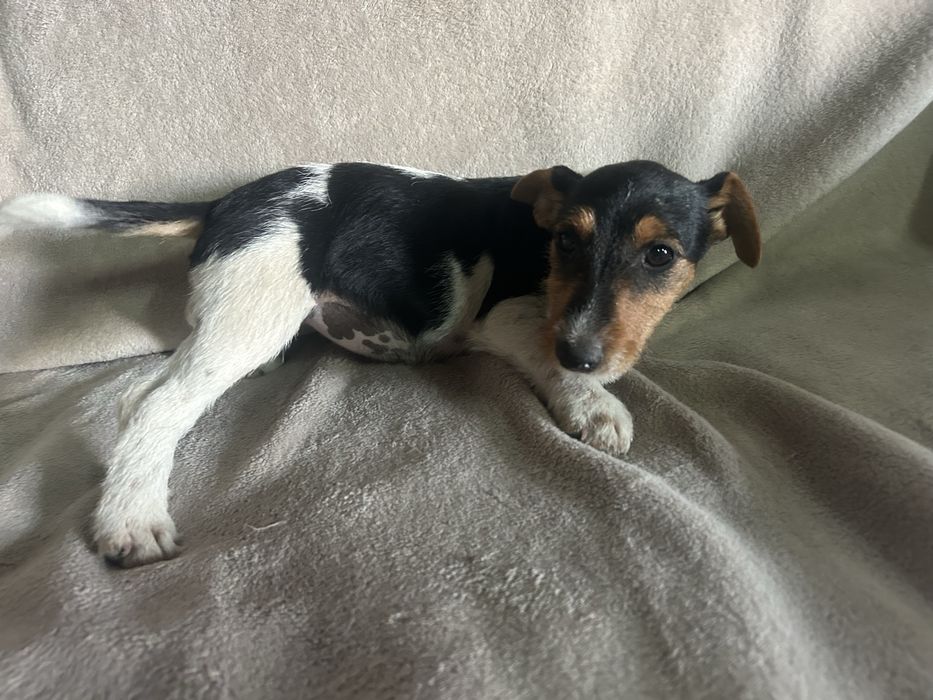 Jack russell terrier