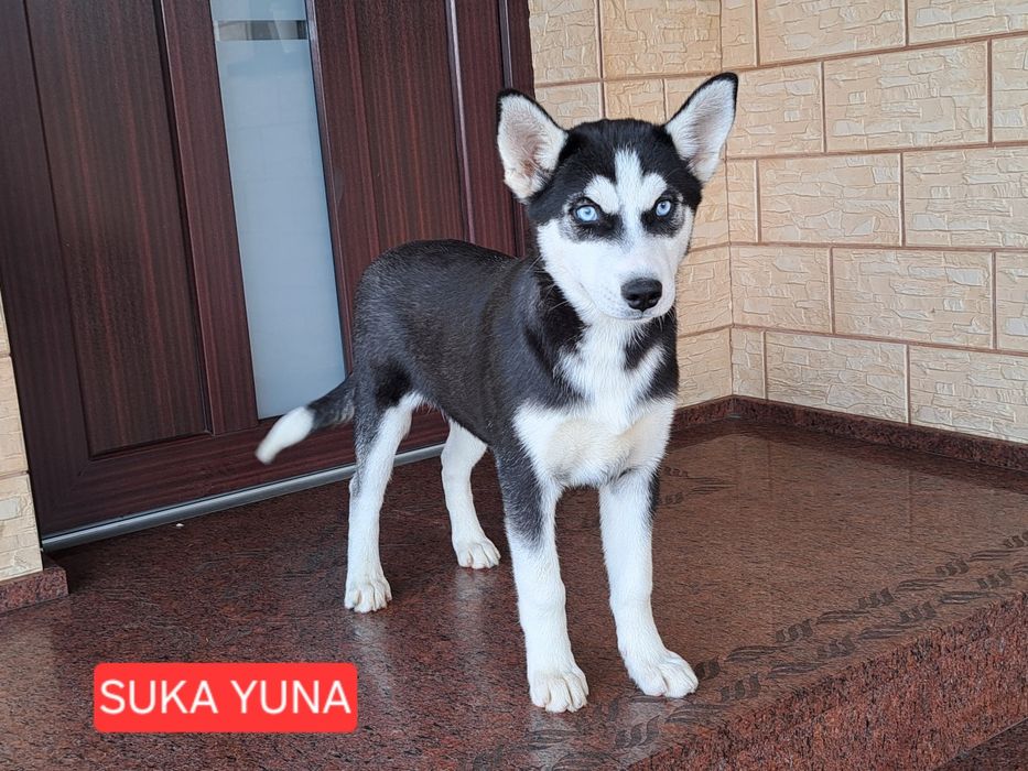 Husky Syberyjski