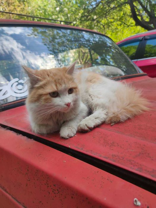 Молодой красотунчик котик Фреди ищет дом!