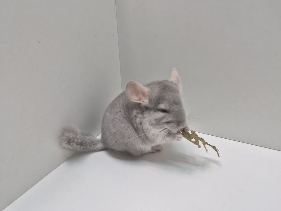 Szynszyla szynszyl szynszyle BEŻ