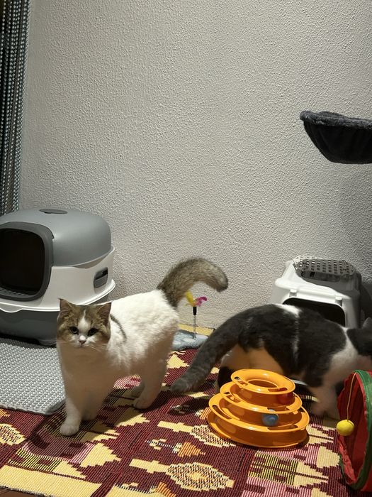 Menino British Shorthair