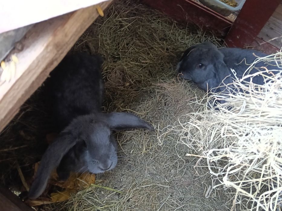 Króliki barany + mieszance