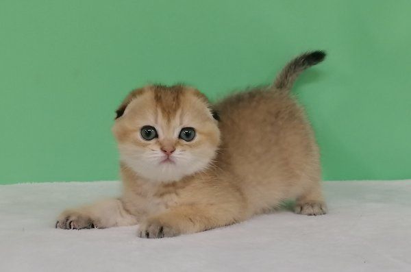 Золотая красоточка Зирка