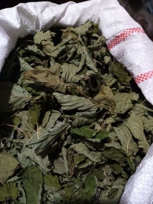 Продам листя ліщини.