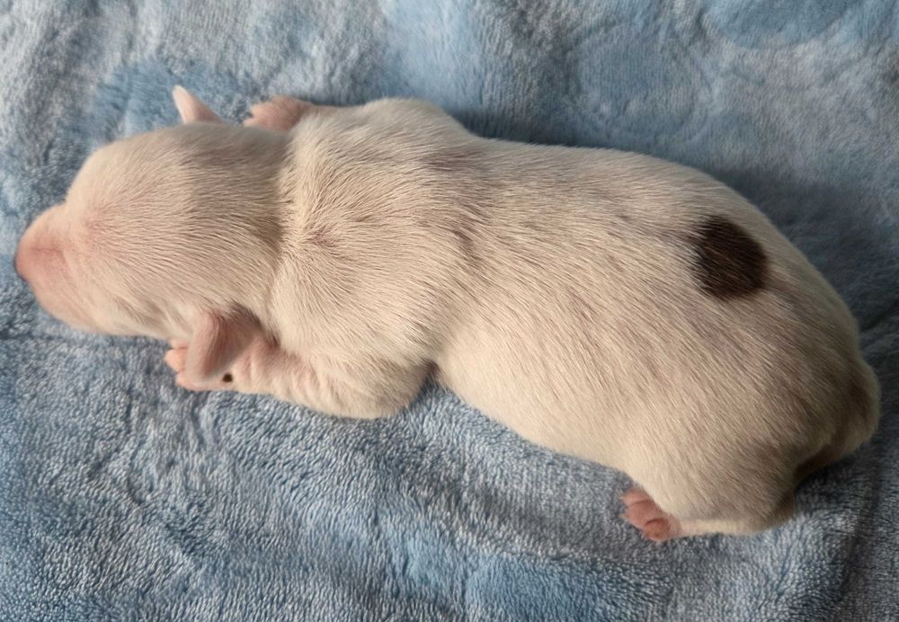 Jack Russell Terrier piesek gładkowłosy 3#