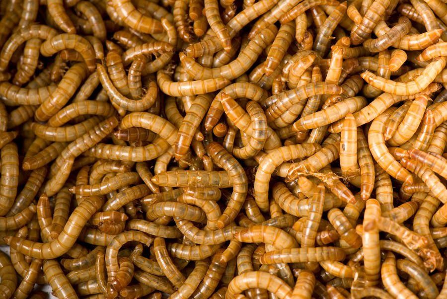 Tenébrio molitor / larva da farinha - Alimento vivo 1Kg