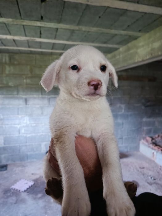 *Cadelinhas para ADOÇÃO responsável*