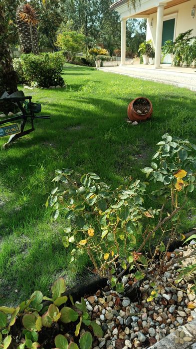 Jardinagem e manutenção de jardins