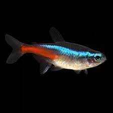 Ryby Akwariowe Neon Innesa tylko 1,80zł od 200szt. Cetarius