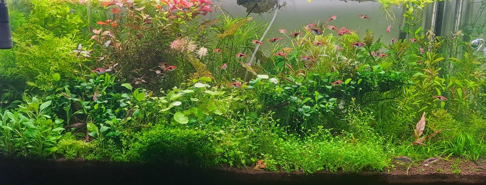 Ceratopteris cornuta roślina akwariowa nadmiar