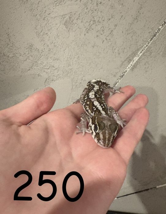 Sprzedam gekony lamparcie oraz madagaskarskie