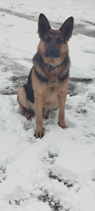 Німецька вівчарка для в'язки