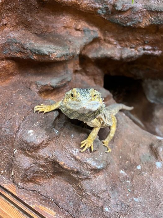 Agama Brodata red
