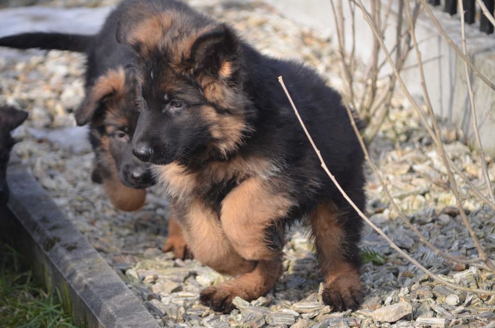 Owczarek Niemiecki Długowłosy SPRZEDAŻ!