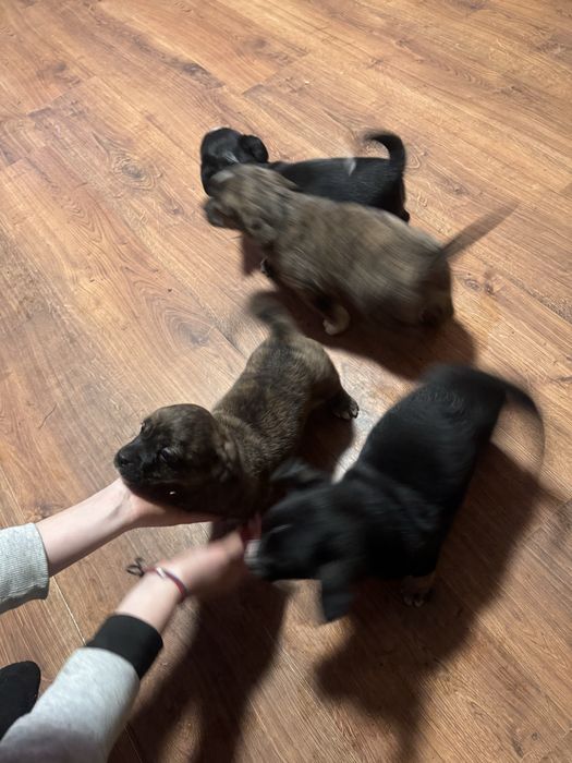 Oddam szczeniaczki w dobre ręce