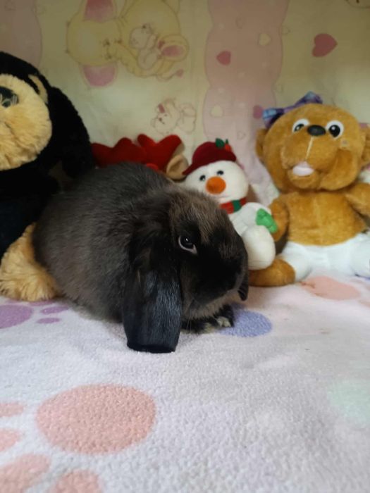 Sprzedam króliczki mini loop mini lop