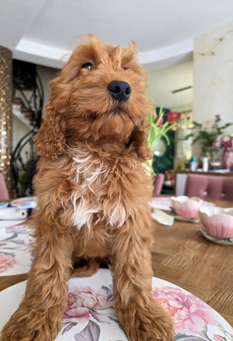Cockapoo chłopiec Denis   Cocker spaniel i pudel