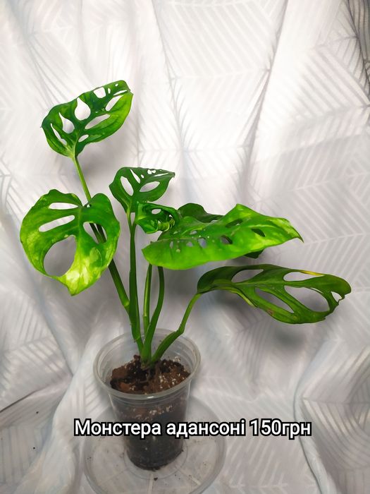 Монстера тайське сузір'я, Сильтепекана, адансона