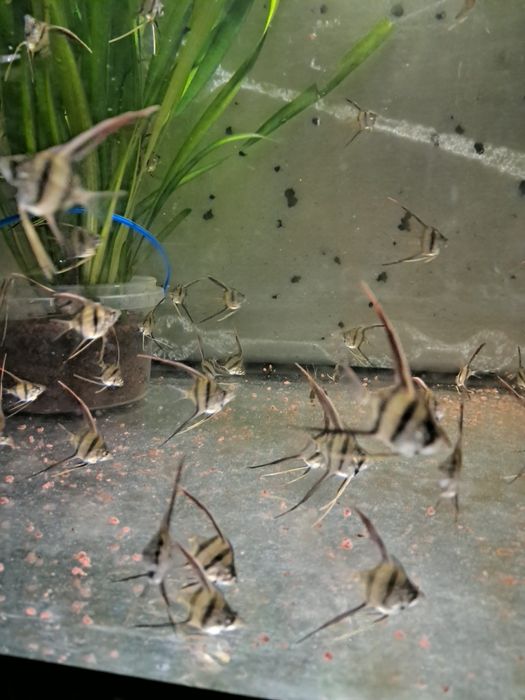 Skalary Altumy Orinoco