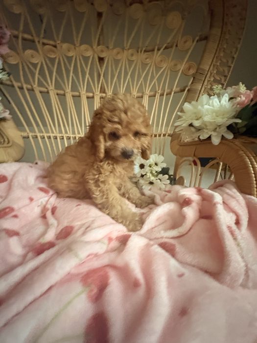 Cavapoo piesek biszkoptowy