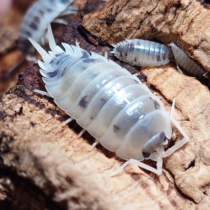 Porcellio laevis "Dairy Cow", isopody, 10 szt.