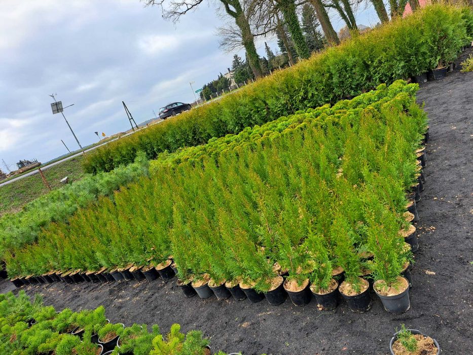 Tuja szmaragd dostawa gratis  60-80 cm promocja