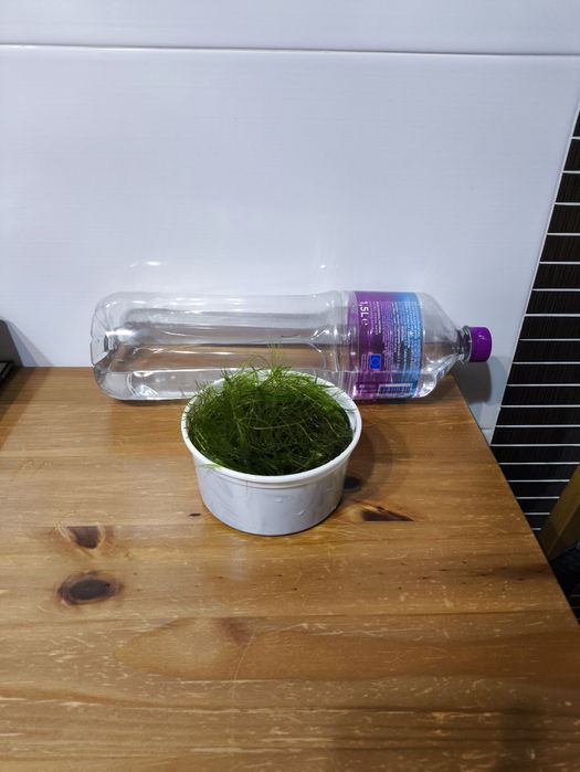 Foxtail "rabo raposa"