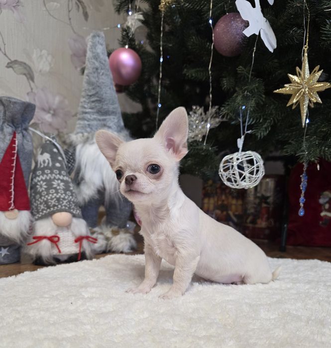 Чарівні міні чихуахуа.