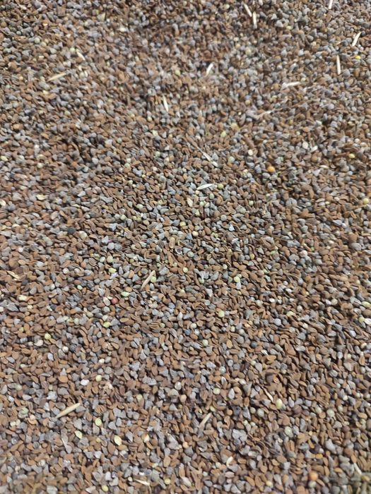 Nasiona żmijowec  grecki z facelią