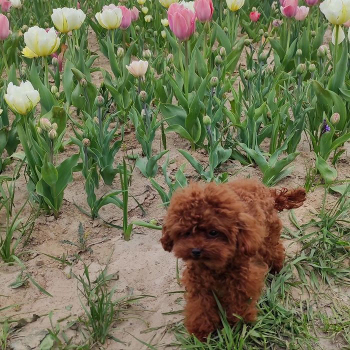 Пудель той мальчик