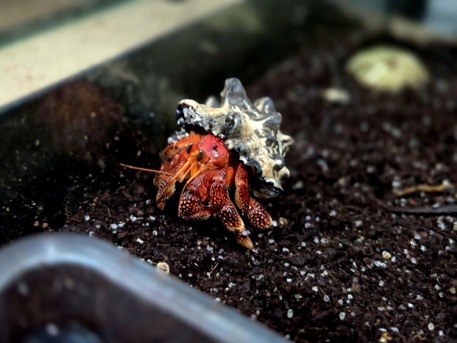 Krab pustelnik Coenobita perlatus strawberry