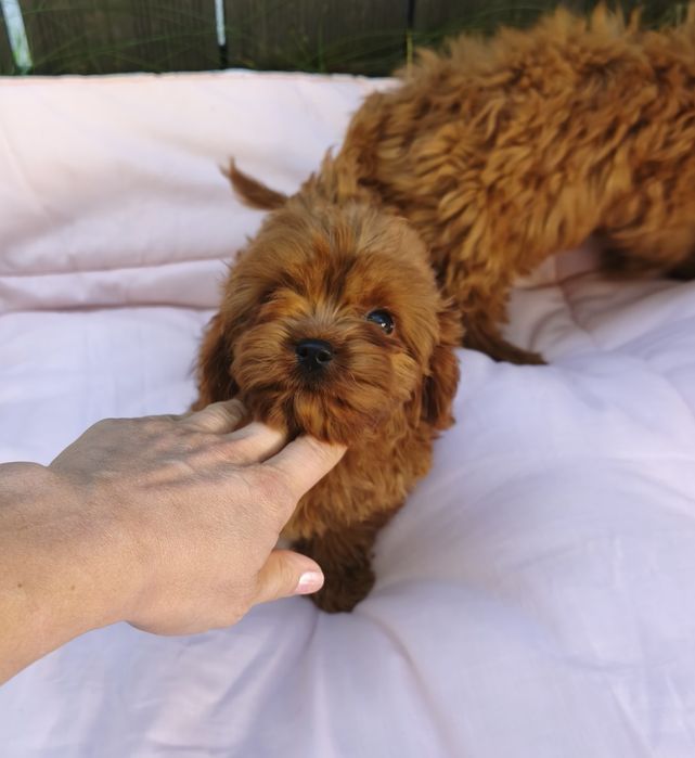Cavapoo mini pudel toy