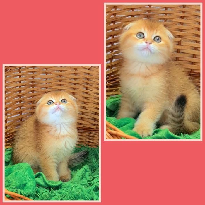 Неймовірний малюк золота шиншила