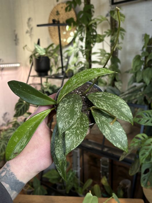 Кімнатні рослини. Варієгатні, ампельні. Монстера, Філодендрон, калатея